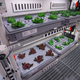 Young lettuce plants.